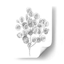 Eucalipto Sketch Ii - Emma Scarvey | Cuadro decorativo de Canvas Lab