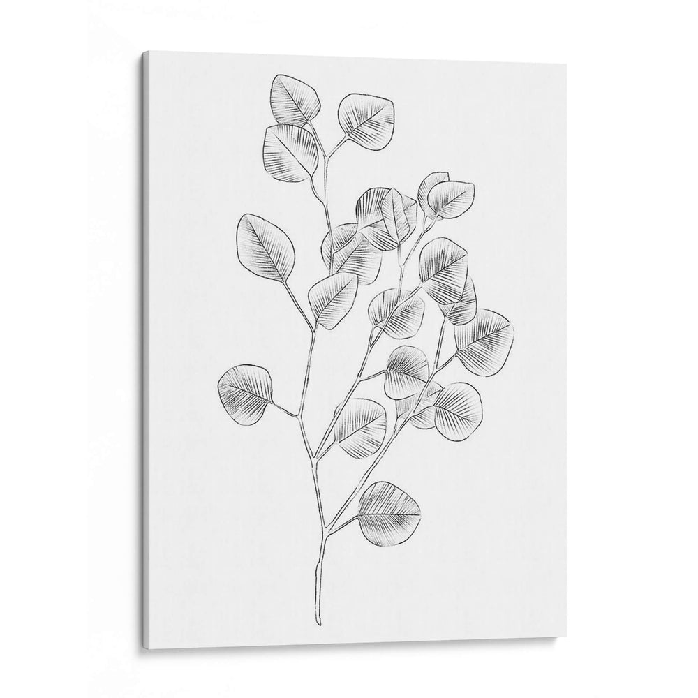 Eucalipto Sketch Iii - Emma Scarvey | Cuadro decorativo de Canvas Lab