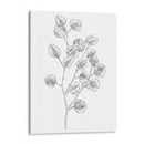 Eucalipto Sketch Iii - Emma Scarvey | Cuadro decorativo de Canvas Lab