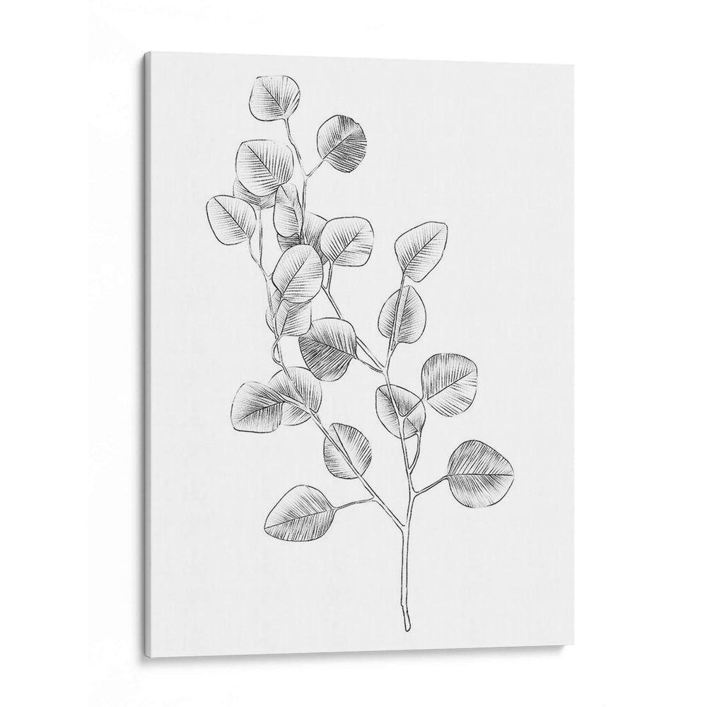 Eucalipto Sketch Iv - Emma Scarvey | Cuadro decorativo de Canvas Lab