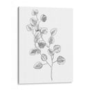 Eucalipto Sketch Iv - Emma Scarvey | Cuadro decorativo de Canvas Lab