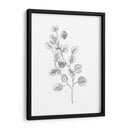 Eucalipto Sketch Iv - Emma Scarvey | Cuadro decorativo de Canvas Lab