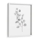 Eucalipto Sketch Iv - Emma Scarvey | Cuadro decorativo de Canvas Lab