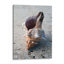 Regalos De La Orilla Ii - Elena Ray | Cuadro decorativo de Canvas Lab