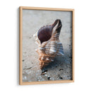Regalos De La Orilla Ii - Elena Ray | Cuadro decorativo de Canvas Lab