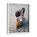 Regalos De La Orilla Ii - Elena Ray | Cuadro decorativo de Canvas Lab