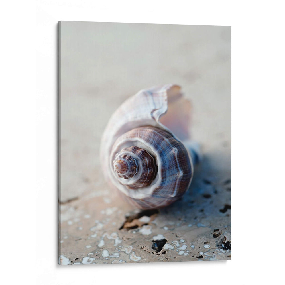 Regalos De La Orilla Iii - Elena Ray | Cuadro decorativo de Canvas Lab