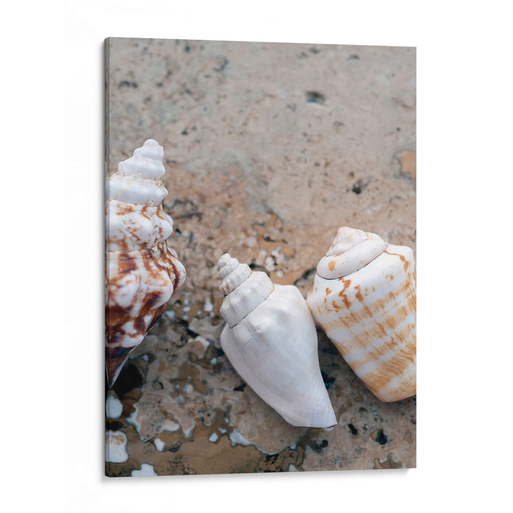 Regalos De La Orilla Iv - Elena Ray | Cuadro decorativo de Canvas Lab