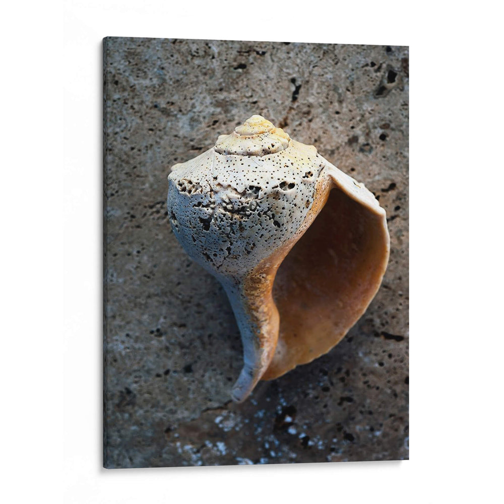 Regalos De La Orilla V - Elena Ray | Cuadro decorativo de Canvas Lab