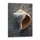 Regalos De La Orilla V - Elena Ray | Cuadro decorativo de Canvas Lab