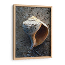 Regalos De La Orilla V - Elena Ray | Cuadro decorativo de Canvas Lab