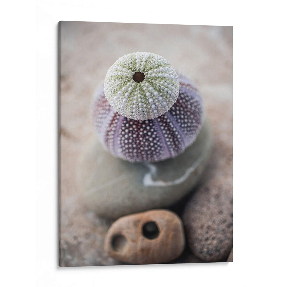 Regalos De La Orilla Viii - Elena Ray | Cuadro decorativo de Canvas Lab