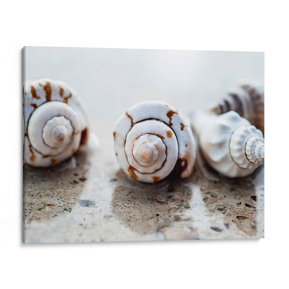Regalos De La Orilla Xviii - Elena Ray | Cuadro decorativo de Canvas Lab