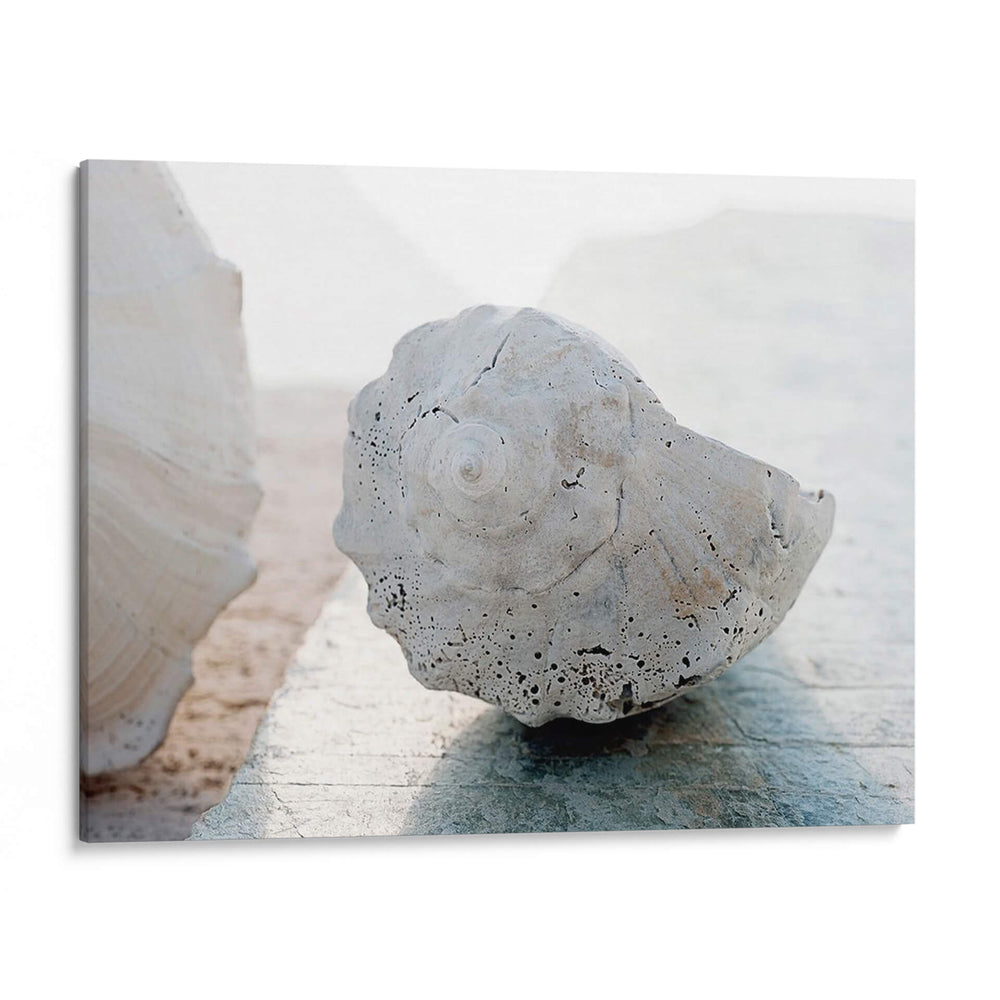 Retrato De Shell Ii - Elena Ray | Cuadro decorativo de Canvas Lab