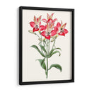 Floraciones Rosadas I - Vision Studio | Cuadro decorativo de Canvas Lab