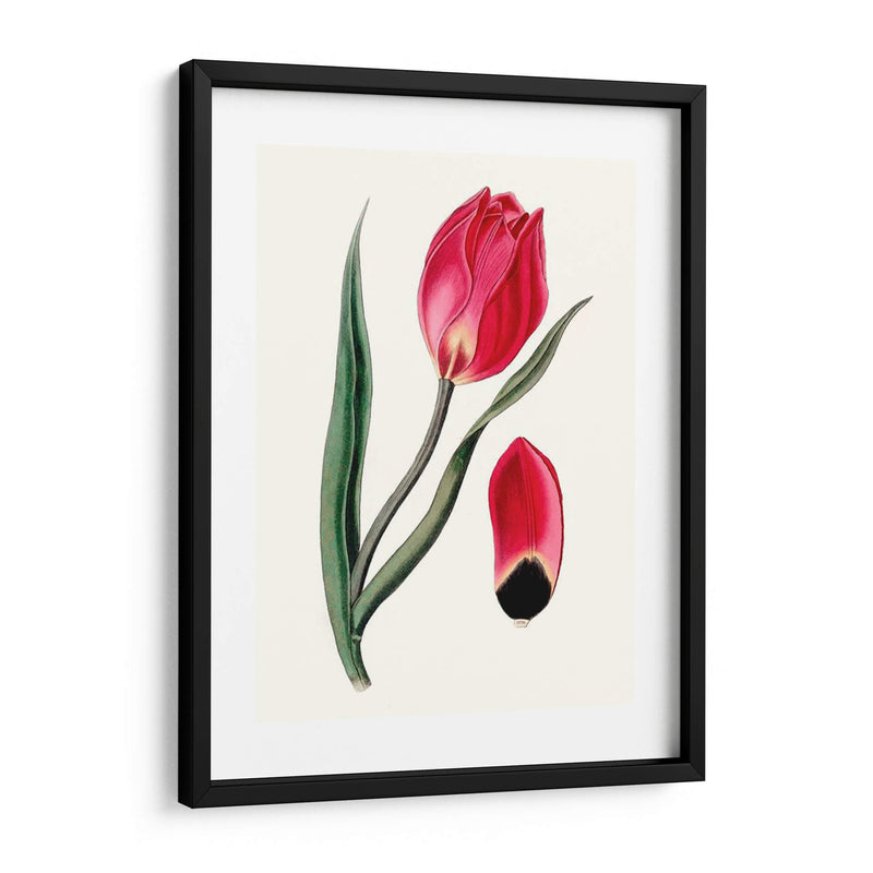 Blooms Roseate Ii - Vision Studio | Cuadro decorativo de Canvas Lab