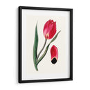 Blooms Roseate Ii - Vision Studio | Cuadro decorativo de Canvas Lab
