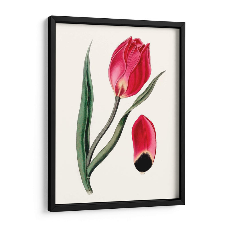 Blooms Roseate Ii - Vision Studio | Cuadro decorativo de Canvas Lab