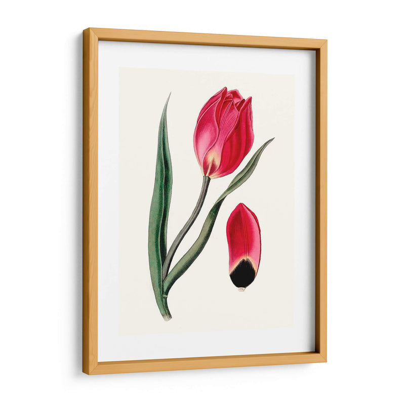 Blooms Roseate Ii - Vision Studio | Cuadro decorativo de Canvas Lab