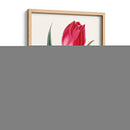 Blooms Roseate Ii - Vision Studio | Cuadro decorativo de Canvas Lab