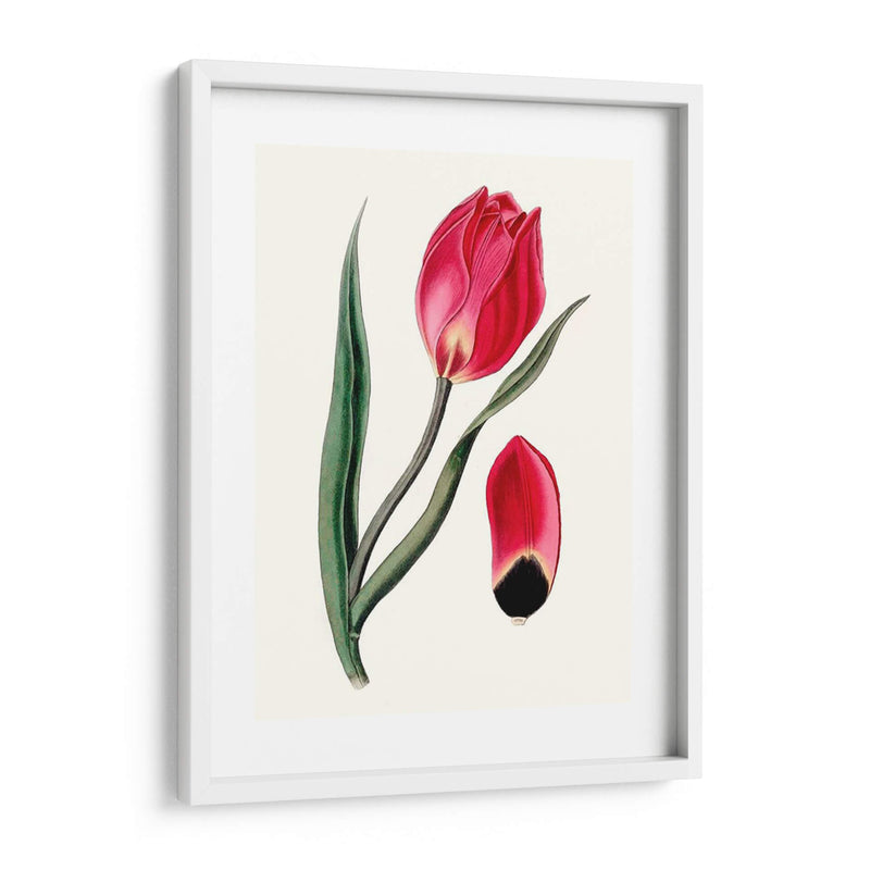 Blooms Roseate Ii - Vision Studio | Cuadro decorativo de Canvas Lab