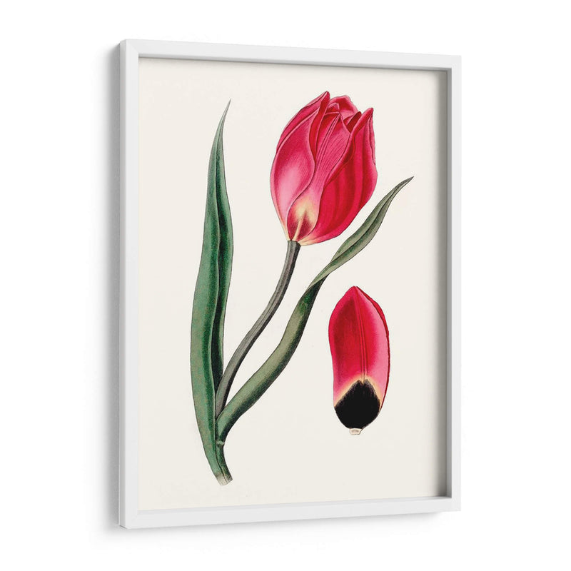 Blooms Roseate Ii - Vision Studio | Cuadro decorativo de Canvas Lab