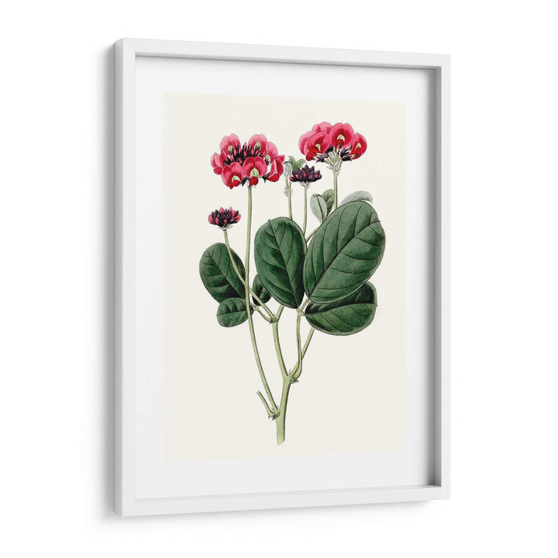 Roseate Blooms Iii - Vision Studio | Cuadro decorativo de Canvas Lab