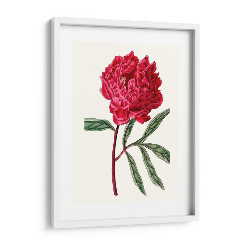 Roseate Blooms Iv - Vision Studio | Cuadro decorativo de Canvas Lab