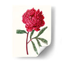 Roseate Blooms Iv - Vision Studio | Cuadro decorativo de Canvas Lab