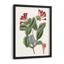 Roseate Blooms V - Vision Studio | Cuadro decorativo de Canvas Lab