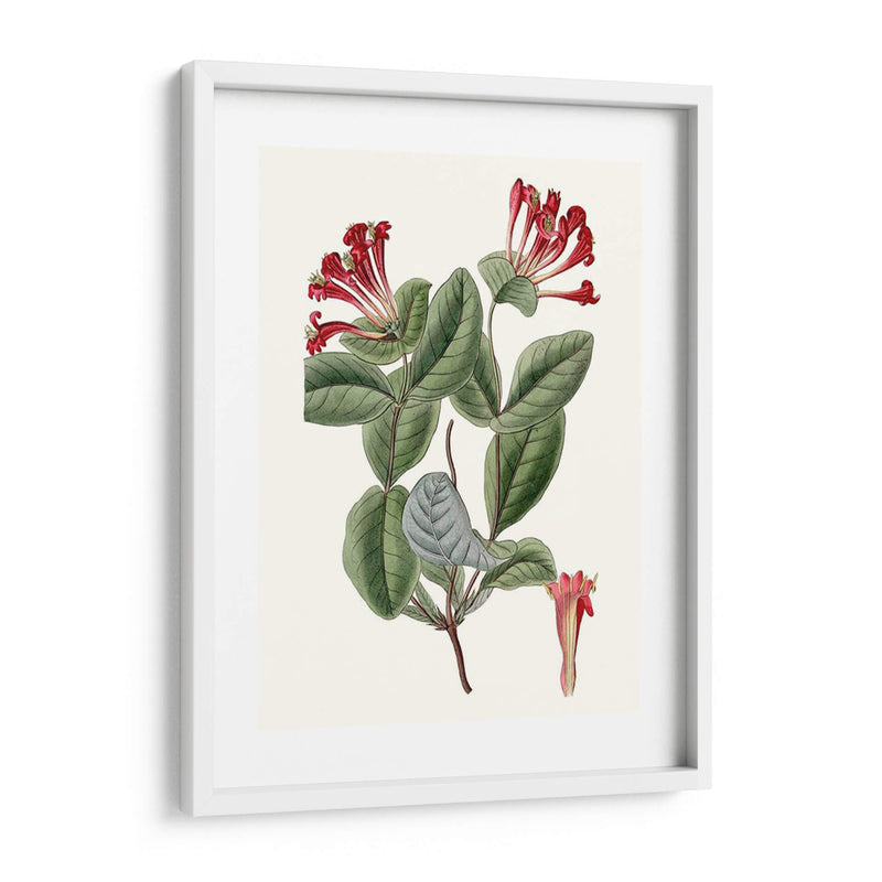 Roseate Blooms V - Vision Studio | Cuadro decorativo de Canvas Lab