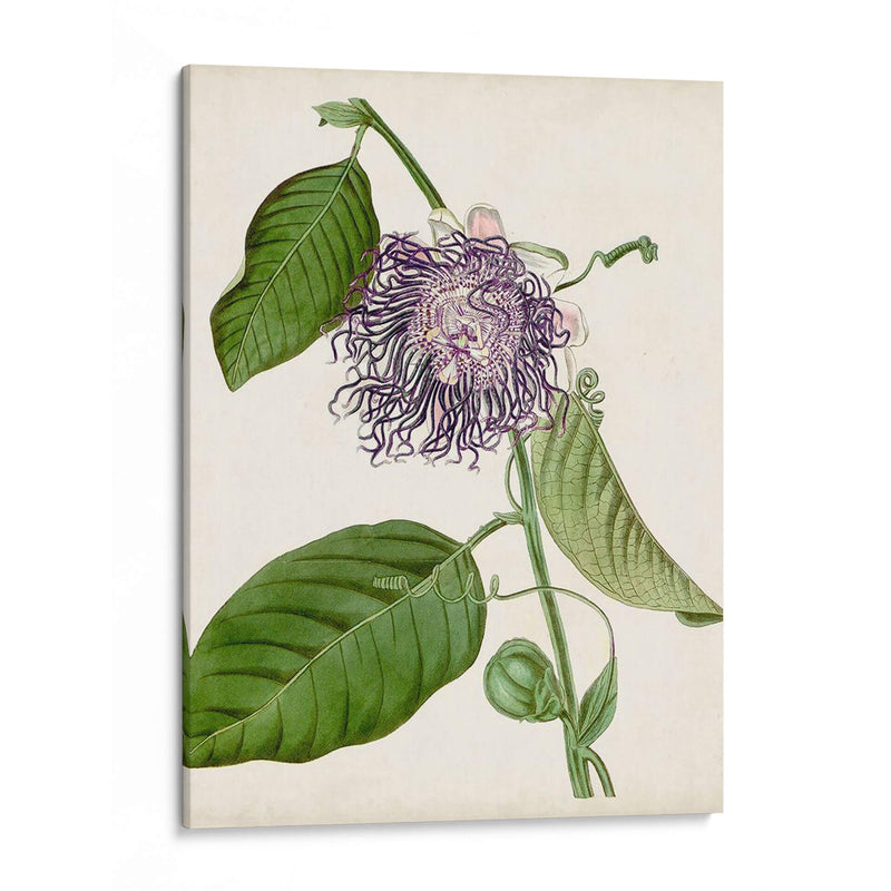 Passionflower Vintage I - Vision Studio | Cuadro decorativo de Canvas Lab