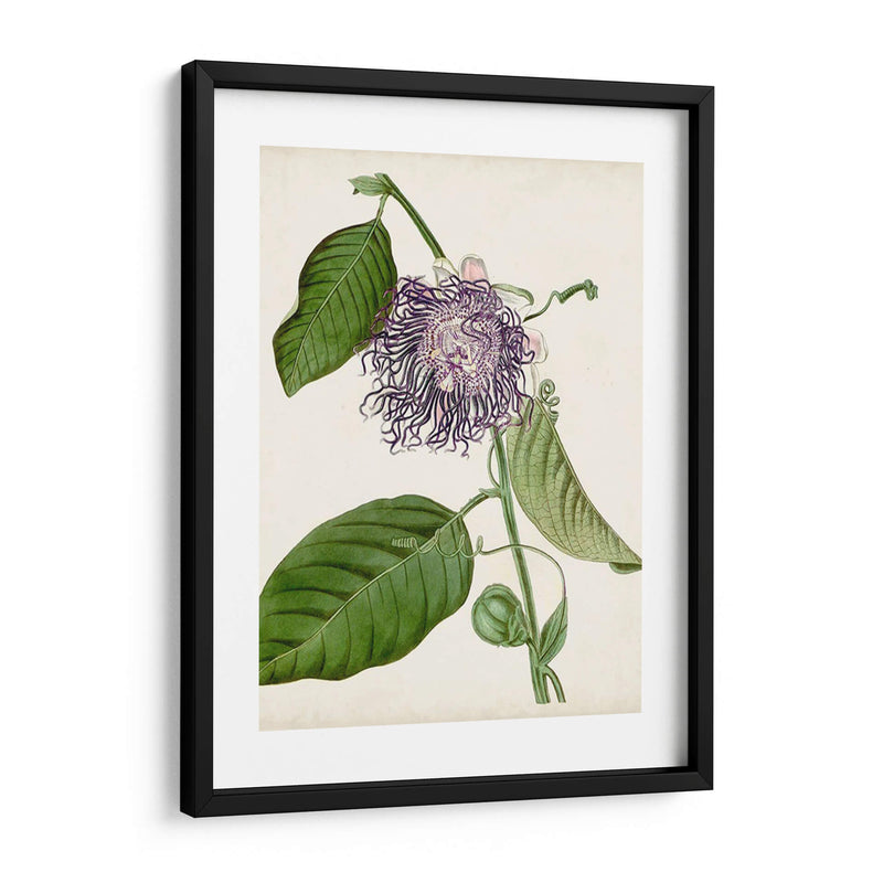 Passionflower Vintage I - Vision Studio | Cuadro decorativo de Canvas Lab