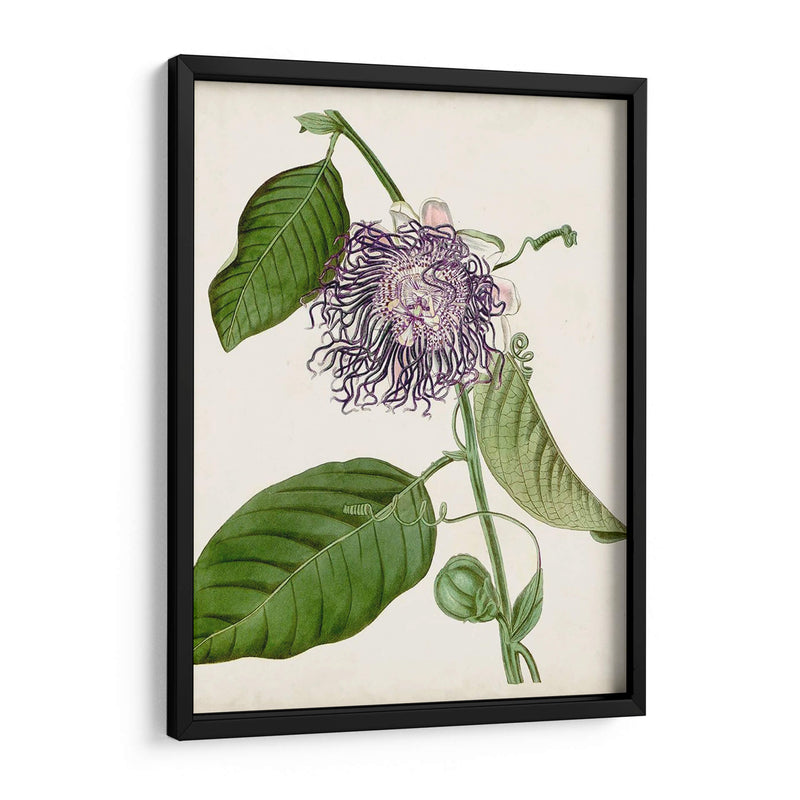 Passionflower Vintage I - Vision Studio | Cuadro decorativo de Canvas Lab