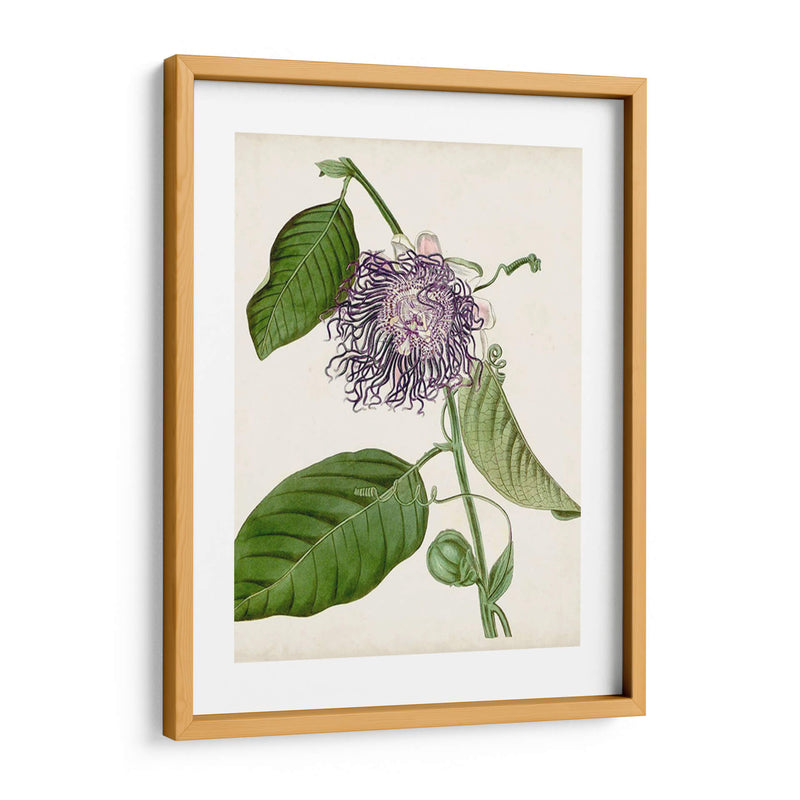 Passionflower Vintage I - Vision Studio | Cuadro decorativo de Canvas Lab