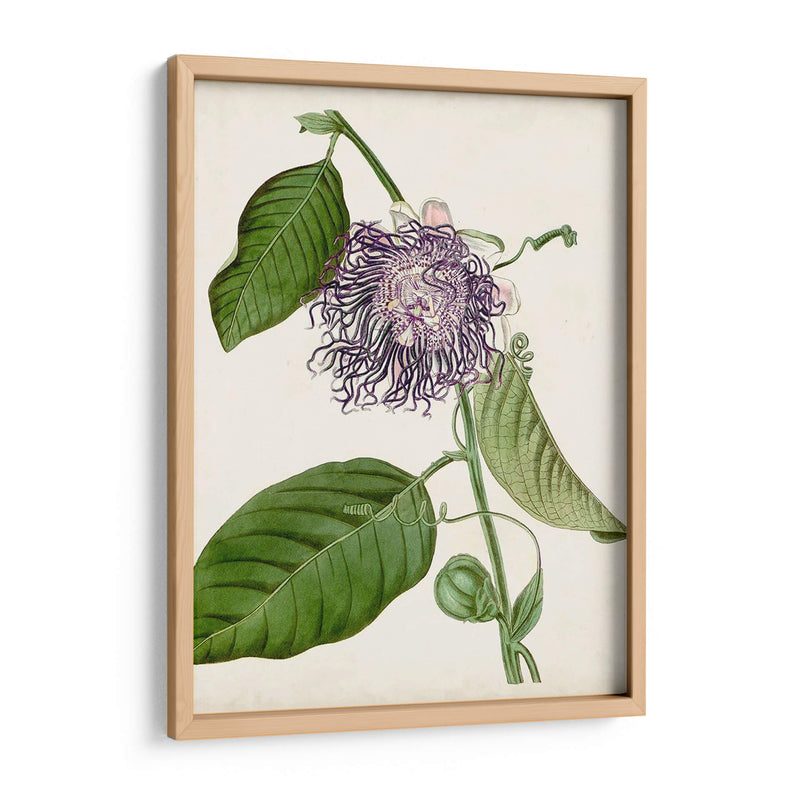 Passionflower Vintage I - Vision Studio | Cuadro decorativo de Canvas Lab