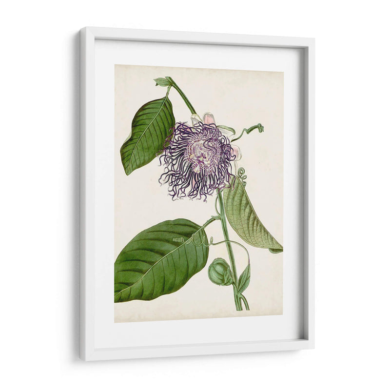 Passionflower Vintage I - Vision Studio | Cuadro decorativo de Canvas Lab