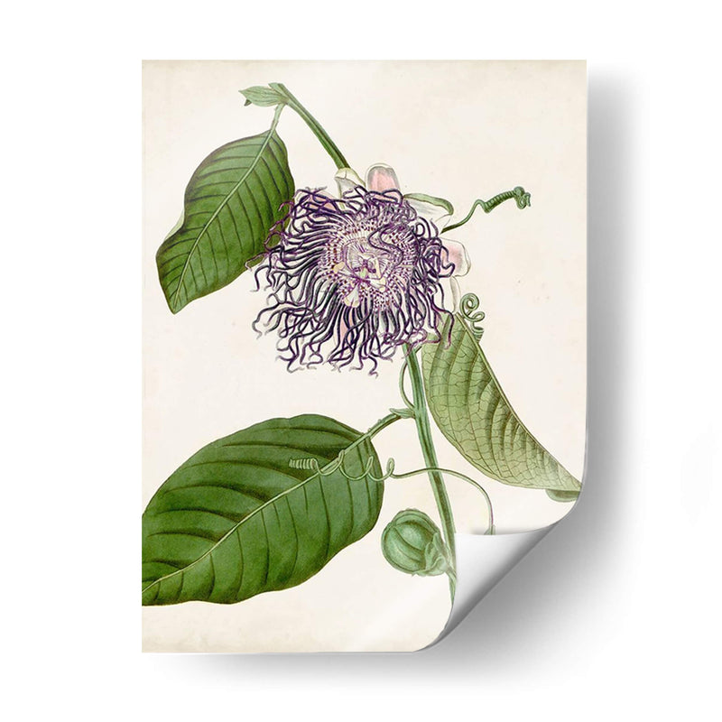 Passionflower Vintage I - Vision Studio | Cuadro decorativo de Canvas Lab