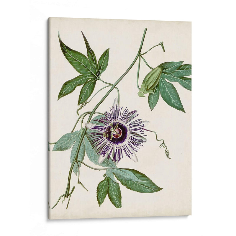 Vintage Passionflower Ii - Vision Studio | Cuadro decorativo de Canvas Lab