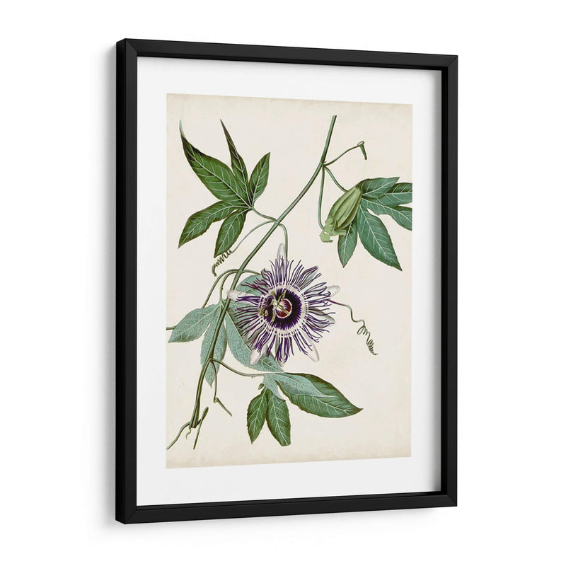 Vintage Passionflower Ii - Vision Studio | Cuadro decorativo de Canvas Lab