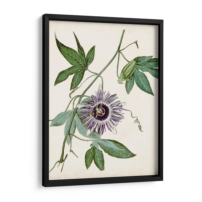 Vintage Passionflower Ii - Vision Studio | Cuadro decorativo de Canvas Lab