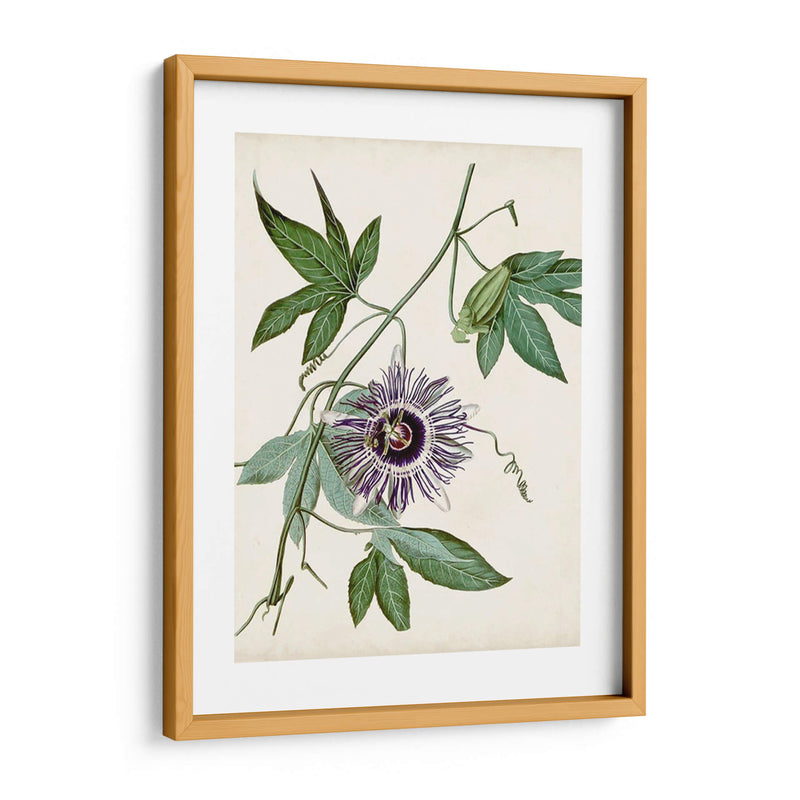 Vintage Passionflower Ii - Vision Studio | Cuadro decorativo de Canvas Lab