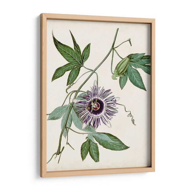 Vintage Passionflower Ii - Vision Studio | Cuadro decorativo de Canvas Lab