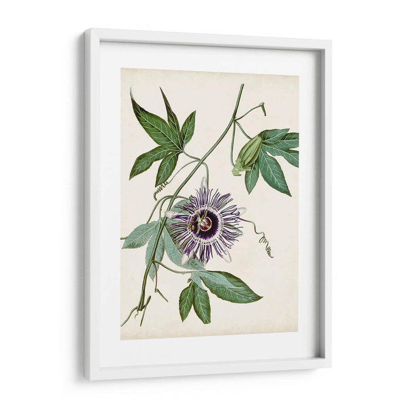 Vintage Passionflower Ii - Vision Studio | Cuadro decorativo de Canvas Lab