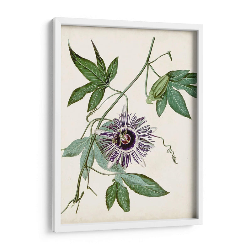 Vintage Passionflower Ii - Vision Studio | Cuadro decorativo de Canvas Lab