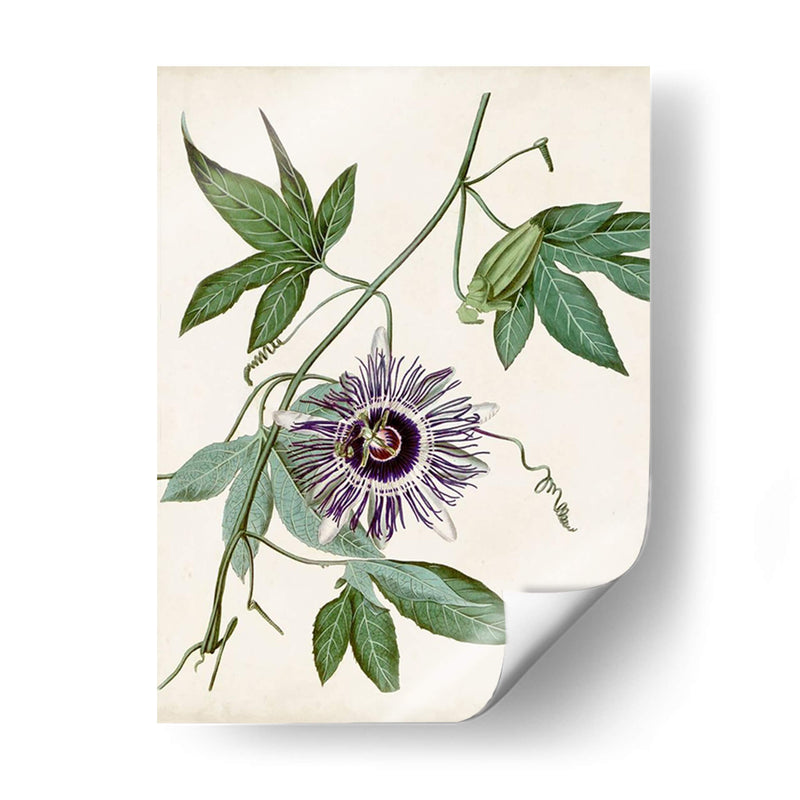 Vintage Passionflower Ii - Vision Studio | Cuadro decorativo de Canvas Lab