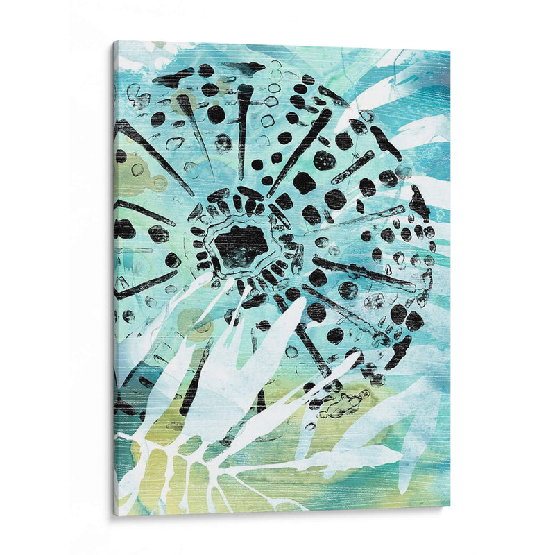 Echinoidia Ii - June Erica Vess | Cuadro decorativo de Canvas Lab