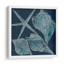 Conchas Marinas Iii - Chariklia Zarris | Cuadro decorativo de Canvas Lab