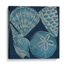 Conchas Marinas Iv - Chariklia Zarris | Cuadro decorativo de Canvas Lab