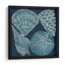 Conchas Marinas Iv - Chariklia Zarris | Cuadro decorativo de Canvas Lab